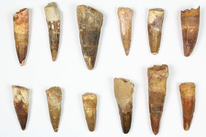 Lot: -, Bargain Spinosaurus Teeth - Pieces #87836